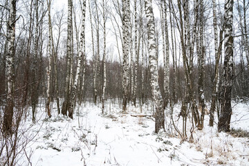 Snowy birch grove forest winter landscape