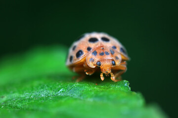 Ladybirds live on weeds in the North China Plain
