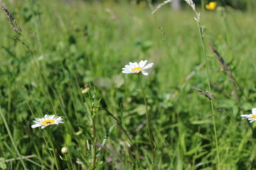 A wonderful daisy in a wild field in early summer.