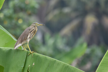 pond heron (Ardeola) on banana branch