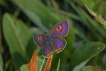 Lycaena helle, Blauschillernder Feuerfalter, DE, NRW, Kalterherberg, Eifel 2020/05/20 07:53:28