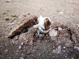 lizard on the ground