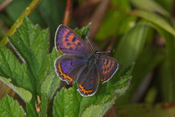 Lycaena helle, Blauschillernder Feuerfalter, DE, NRW, Kalterherberg, Eifel 2020/05/20 08:04:42