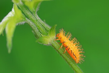 Ladybug larvae live on weeds