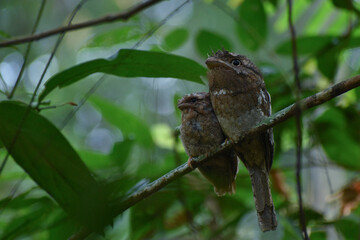 Sri Lanka frogmouth (Batrachostomus moniliger) bird