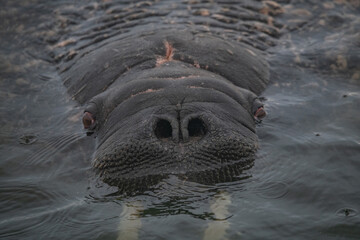 Walrus in the Arctic