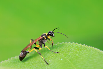 mud dauber live on green leaves
