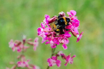 bee on flower
