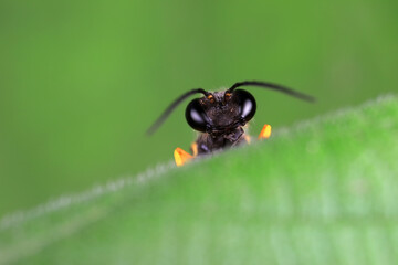 mud dauber live on green leaves