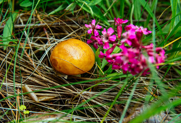 mushrooms and purple flowers