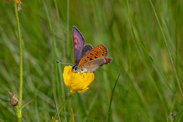Lycaena helle, Blauschillernder Feuerfalter, DE, NRW, Kalterherberg, Eifel 2020/05/20 08:48:58