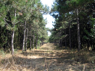 Forest path between tall trees in summer on a sunny summer day.