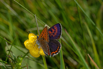 Lycaena helle, Blauschillernder Feuerfalter, DE, NRW, Kalterherberg, Eifel 2020/05/20 08:49:29