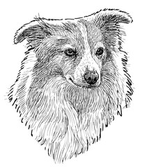 Freehand drawing of cute fluffy small dog