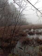 Obraz premium trees in the fog