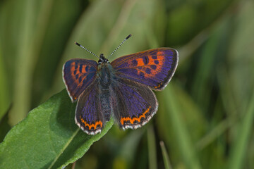 Lycaena helle, Blauschillernder Feuerfalter, DE, NRW, Kalterherberg, Eifel 2020/05/20 08:54:182020/05/20 08:54:18