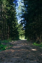 path in the forest on a sunny summer day