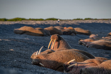 Walrus in the Arctic