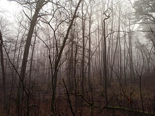 morning in the forest