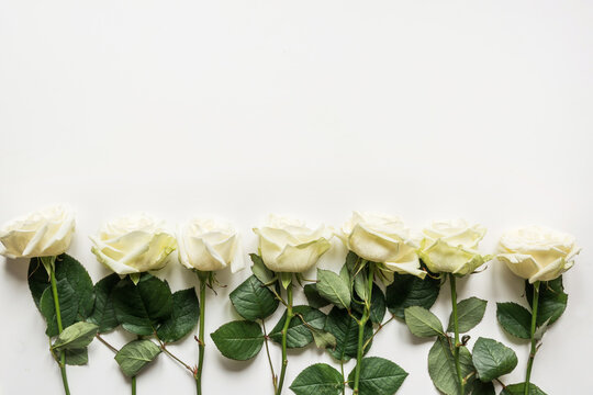 White roses as frame in row on white background. View from above. Flat lay with copy space.