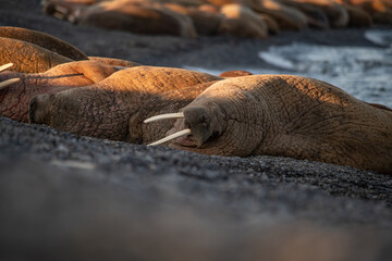 Walrus on the rookery
