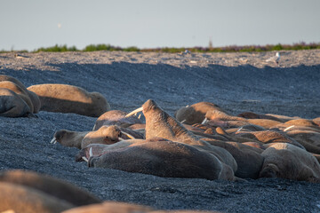 Walrus on the rookery