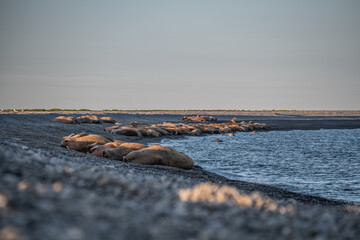 Walrus on the rookery