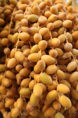 a botanical family of perennial flowering plants in the order . Their growth form can be climbers, shrubs, tree-like and stemless plants, all commonly known as palms. Those having a tree-like form are