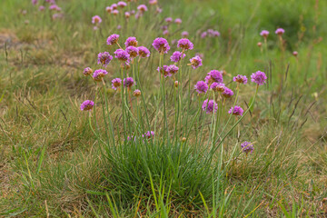 Galmei-Grasnelke, Armeria maritima subsp. halleri, DE, NRW, Schlangenberg bei Stolberg, Eifel 2020/05/20 12:50:19