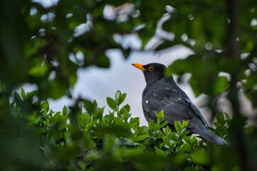 Amsel in Hecke