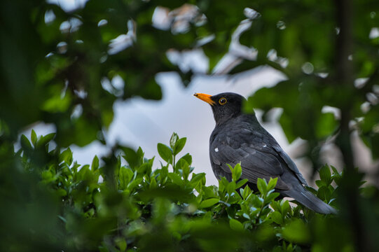 Amsel in Hecke