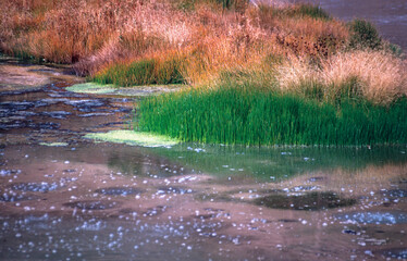 Bacteria and debris in the lake, Yellowstone National Park
