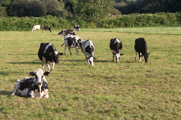 Holstein cows grazing in a field in Brittany - 400417221