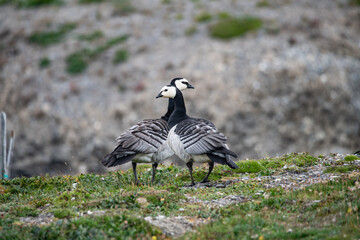 Barnacle gooses