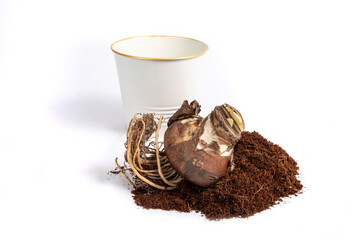 An amaryllis flower bulb ready to be planted in time to bloom by Christmas