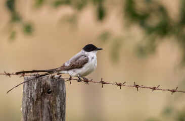 Hermosa tijereta (Tyrannus savana) en el campo parada sobre un cerco de alambre de púas. Fondo desenfocado de tonos beige y amarillos enmarcado con hojas verdes de un árbol.