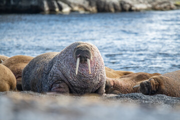 Walrus on the rookery