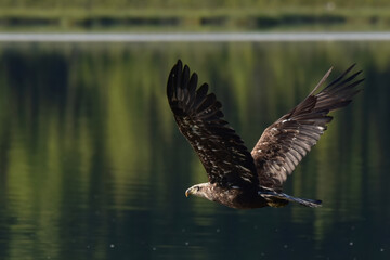 A juvenile American bald eagle in flight over an Alaskan lake