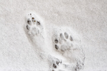 Cat footprint in the snow. Paw prints in winter white snow. Concept of abandoned and hungry cat in frosty winter