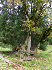 Grosser Ahornboden, nature monument in Karwendel mountains, Tyrol, Austria