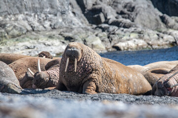 Walrus on the rookery