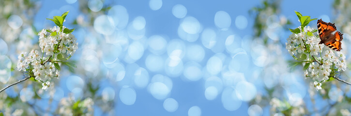 Out-of-focus widescreen background with butterfly on a flower plum tree and bokeh. Art design,...