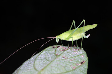 Katydids on wild plants, North China