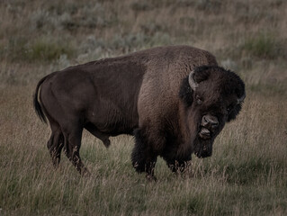 Close Up of Snarling Male Bison