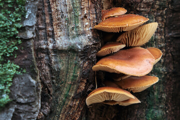 mushrooms on a tree close-up