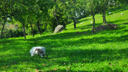 Fototapete bei efototapeten.de bestellen   