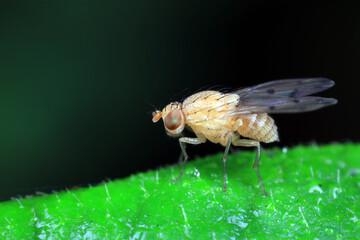 Flies on plants in the nature, North China Plain