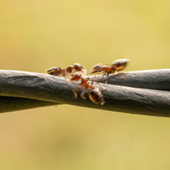 Close Up of Active Ants