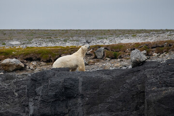 Obraz na płótnie Canvas Polar bear in high Arctic
