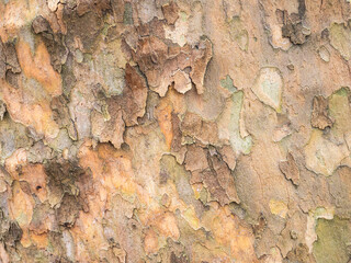 wooden texture tree and backdrop